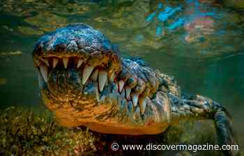 A Crocodilian Took a Bite Out of a Pterosaur 76 Million Years Ago