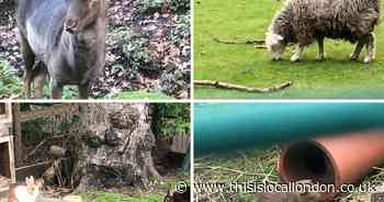 Much-loved Charlton animal park faces closure over plans to pull funding
