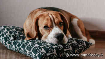 Cani difficili da addestrare: tutte le razze più ostinate