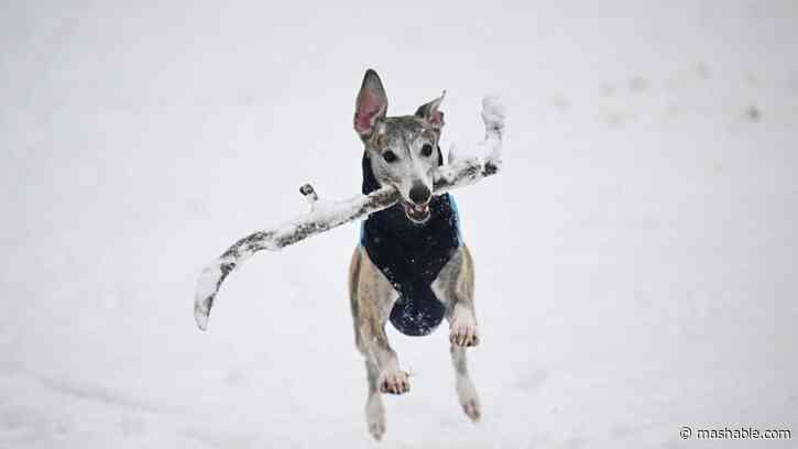 Southern dogs experiencing snow for the first time is super heartwarming