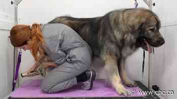 This Niagara pet groomer's become a social media star who uses her fame to help shelters