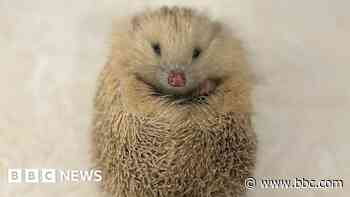 Headlines: Storm Éowyn and Alberta the hedgehog