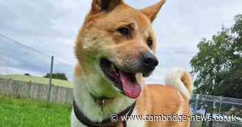 Heartbreaking anniversary as Akita Coco spends one year in RSPCA kennels in Cambridgeshire