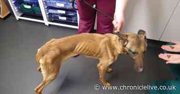 Terrified dog was starving and kept in filthy conditions when RSPCA rescued her in Darlington