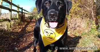 Dogs Trust Merseyside launches new walking challenge