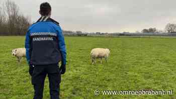 112-nieuws: schaap in nood • vuurwapen gevonden in auto