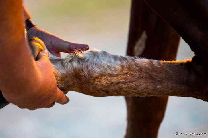 Texas Agriculture Commissioner calls horse anti-cruelty rule 'government overreach'