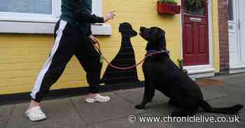 Why paintings of cats and dogs inspired by a famous artist are appearing in Newbiggin-by-the-Sea