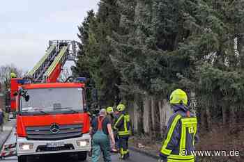 Unbekannte sägen vier Nadelbäume an