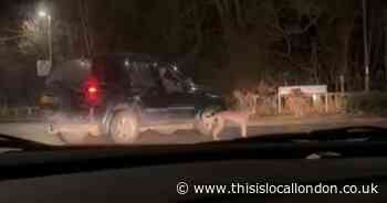 Animal welfare charity alerted after dog 'dragged' alongside car in Dartford