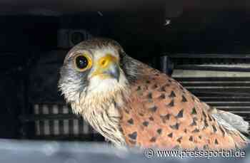 POL-PDWIL: Polizeiliche Tierrettung nach Wildunfall