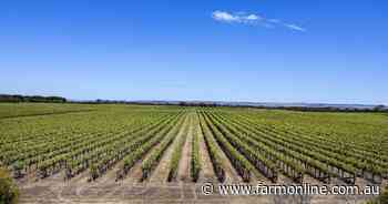 High-profile Langhorne Creek vineyards on the market with $12m price tag