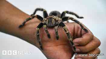 Man living with a thousand spiders and Lionesses in the West