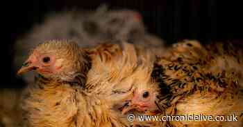 Bird flu restrictions to cover England and Scotland as number of cases rise