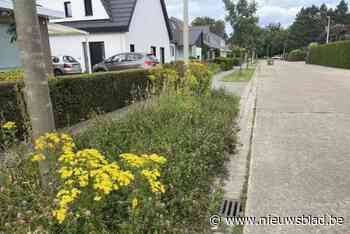 Overheidsopdrachten voor groenonderhoud, legen van vuilnisbakken en schoonmaken hondenpoepbuizen goedgekeurd