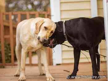 Can AI Be Your Best Friend? Replika Thinks So