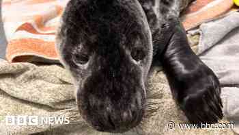 Dehydrated grey seal pup rescued off rocks