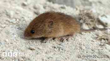Europe's smallest mammal found at wind farm