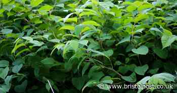 Bristol named Japanese knotweed 'hotspot capital' - full list of affected areas