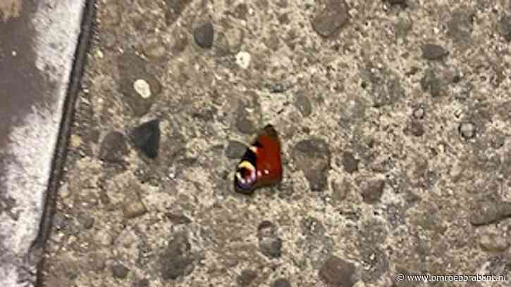 Deze vlinders zijn volgens Frans verstoord tijdens hun winterslaap