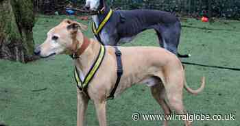 Wirral Globe dogs of the week: 'Devoted' Max and Mouse need you