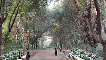 Villa Glori cambia look: nuova vita per i percorsi storici e il patrimonio arboreo del parco