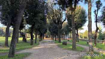Villa Pamphili cambia volto: saranno abbattuti 43 pini e 34 lecci. Piantati oltre 350 nuovi alberi