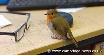 The Cambridge University robin making passers-by smile by tweeting 'hello'