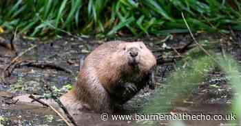 Hunt for missing beavers on the loose after storms