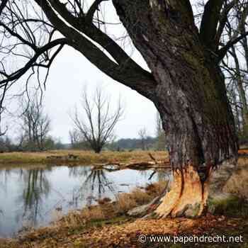 De bever duikt steeds vaker op in de wijken
