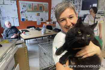 “Poes is terug!”: palliatieve eenheid opgelucht na lange zoektocht naar vermiste ziekenhuiskat