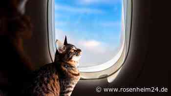 Unfreiwilliges Abenteuer über den Wolken: Katze fliegt unbemerkt hin und her