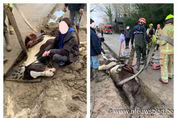 Brandweermannen redden paard uit gleuf met zand
