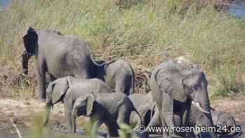 Elefant trampelt Tourist im Krüger-Nationalpark tot