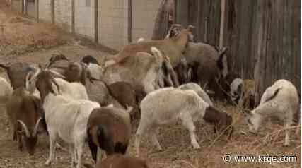 'Galloping Goats' help clear out Albuquerque little league fields