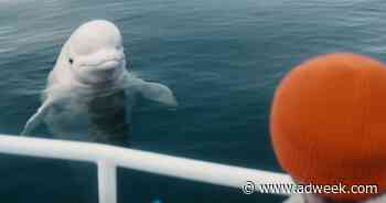 NerdWallet’s Super Bowl Teaser Stars a Chatty Beluga Whale