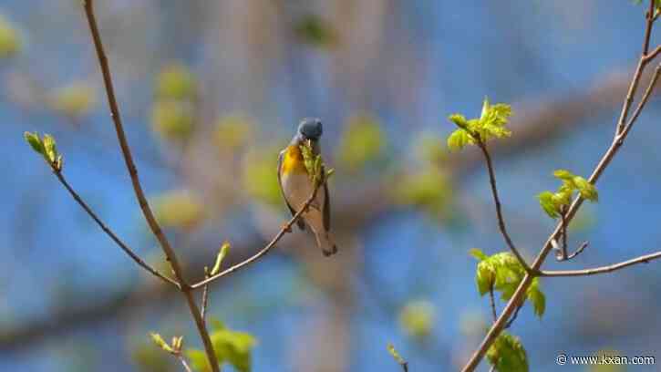 San Marcos designated as bird city for conservation efforts