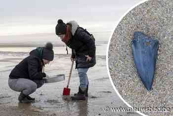 Nieuw zand op komst voor strand De Haan, maar dat zet streep door bijzondere hobby: “Ze liggen hier voor het rapen”