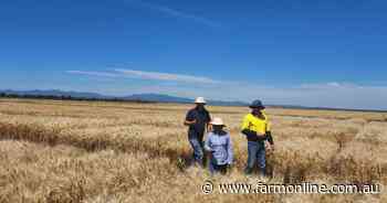 Breeders say growers will be hunting for elite crop genetics for 2025 plant