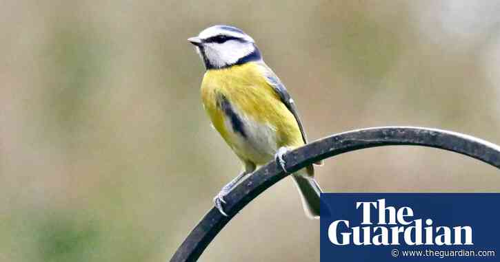 Pet fur found in songbird nests contains high levels of pesticides, study finds