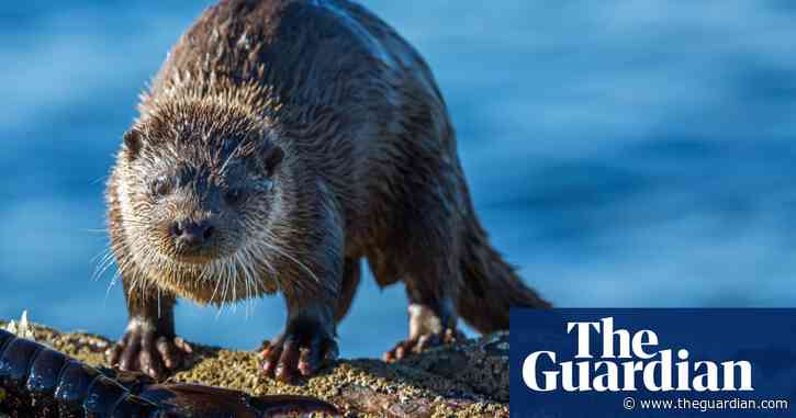 Country diary: Divers, porpoises and otters – this is a kinetic wildlife spot | Sean Wood