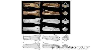 Rare Pterosaur Neck Bone Discovery Shows Crocodilian Bite From 76 Million Years Ago
