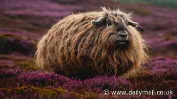 Scots are tricking tourists into thinking HAGGIS is a real creature - with hilarious AI-generated images showing a hedgehog-like beast roaming the Highlands