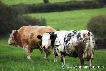 Bovine TB outbreaks causing 'serious human impacts'