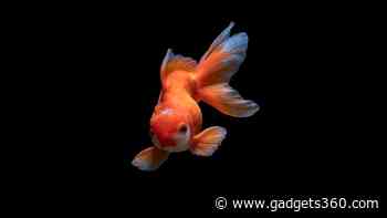 Human Outer Ears May Have Evolved from Ancient Fish Gills, Study Finds