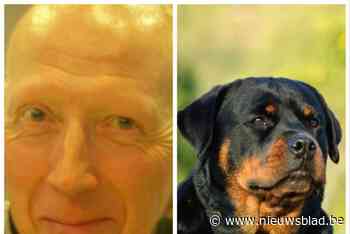 Buurt wordt geterroriseerd door loslopende rottweilers: “Er deden zich al verschillende bijtincidenten voor”