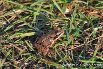 Tijdelijke afsluiting Schawijkstraat en Knodbaan voor paddentrek