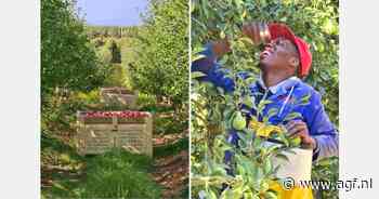 "Koue Bokkeveld perfecte teeltlocatie voor bicolour-fruit"