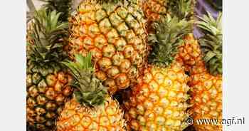 Ingebruikname nieuwe machines voor Surinaamse Amea Cashew and Pineapple Industries belangrijke stap in economische groei