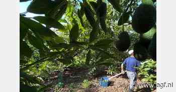 Oogst van ruim 70.000 ton avocado's verwacht in Spanje